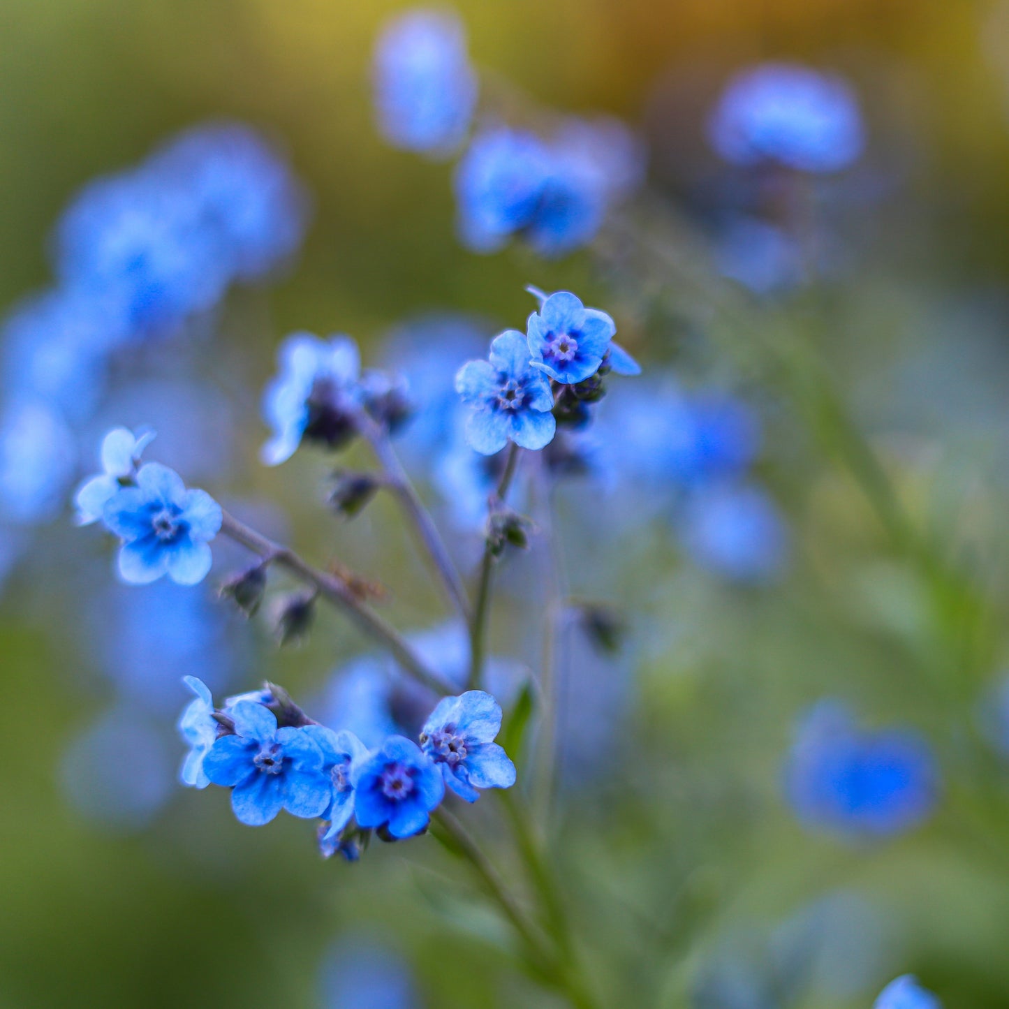 WORKSHOP🌿 Bind din egen store buket af økologiske blomster fra Fridas Have (inkl. havevandring)