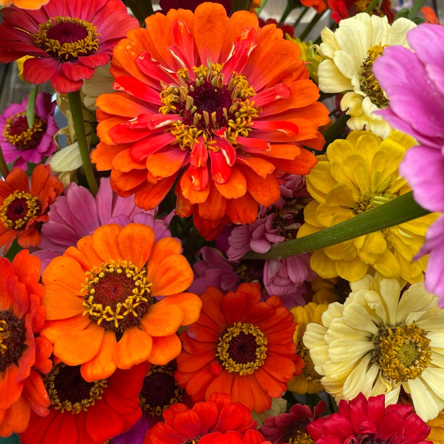 WORKSHOP🌿 Lær at presse økologiske blomster fra Fridas Have og få din egen blomsterpresse med hjem
