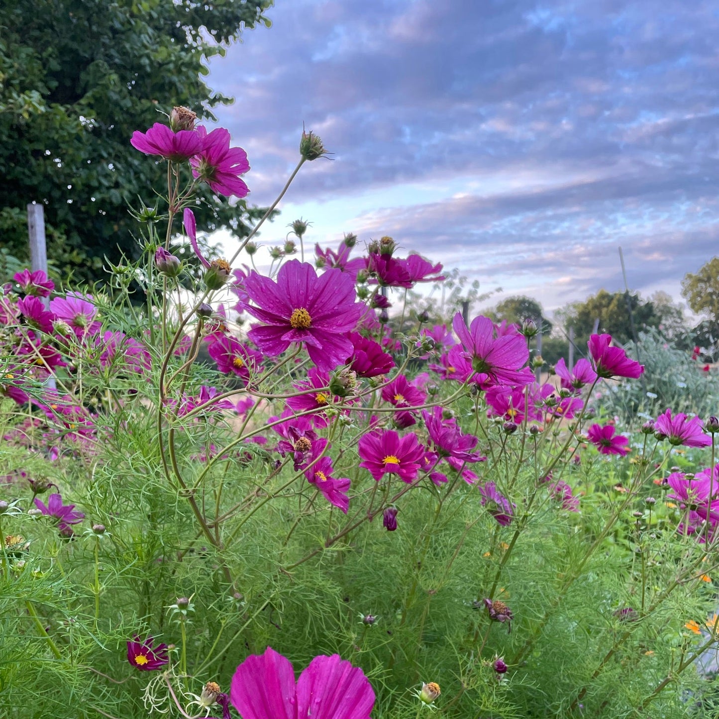 WORKSHOP🌿 Bind din egen store buket af økologiske blomster fra Fridas Have (inkl. havevandring)
