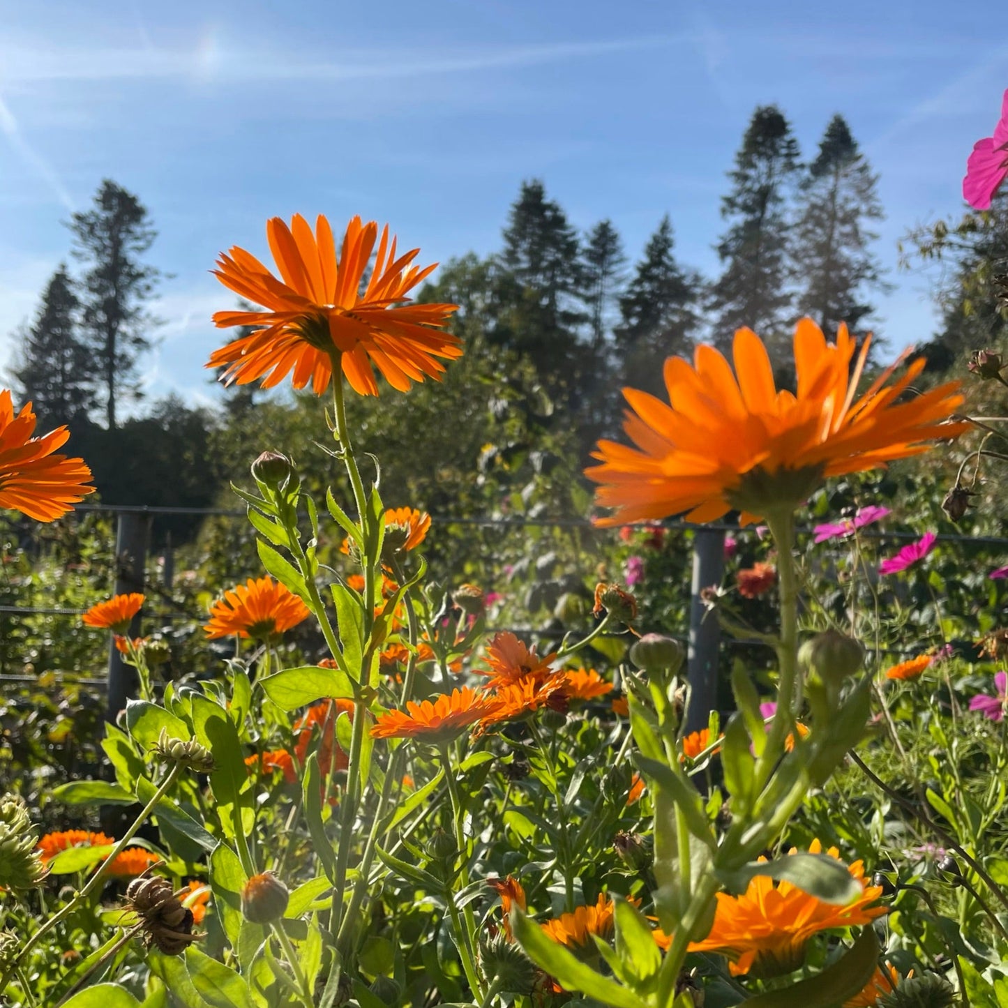 WORKSHOP🌿 Lær at presse økologiske blomster fra Fridas Have og få din egen blomsterpresse med hjem