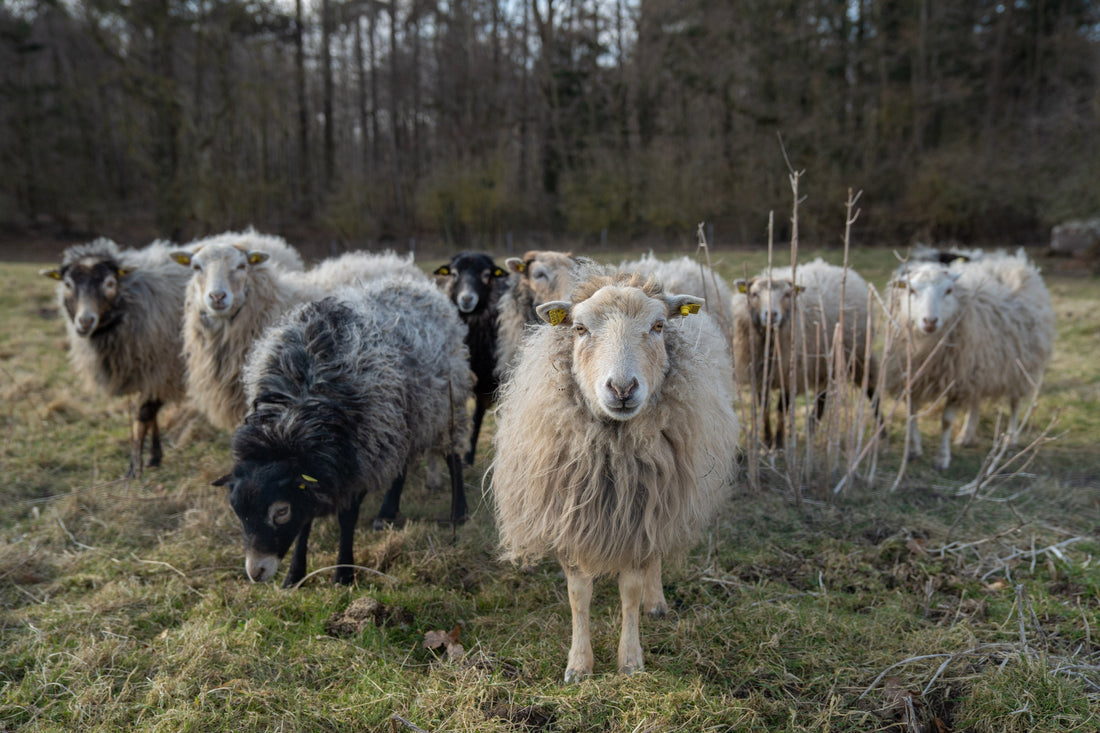 Permakultur Quick Design: Workshop – filtning af uldsæder af uld fra egne får